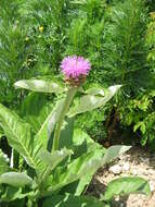 Image of Giant Scabiosa