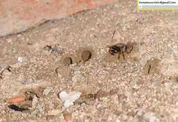 Image of Anthophora melanognatha Cockerell 1911