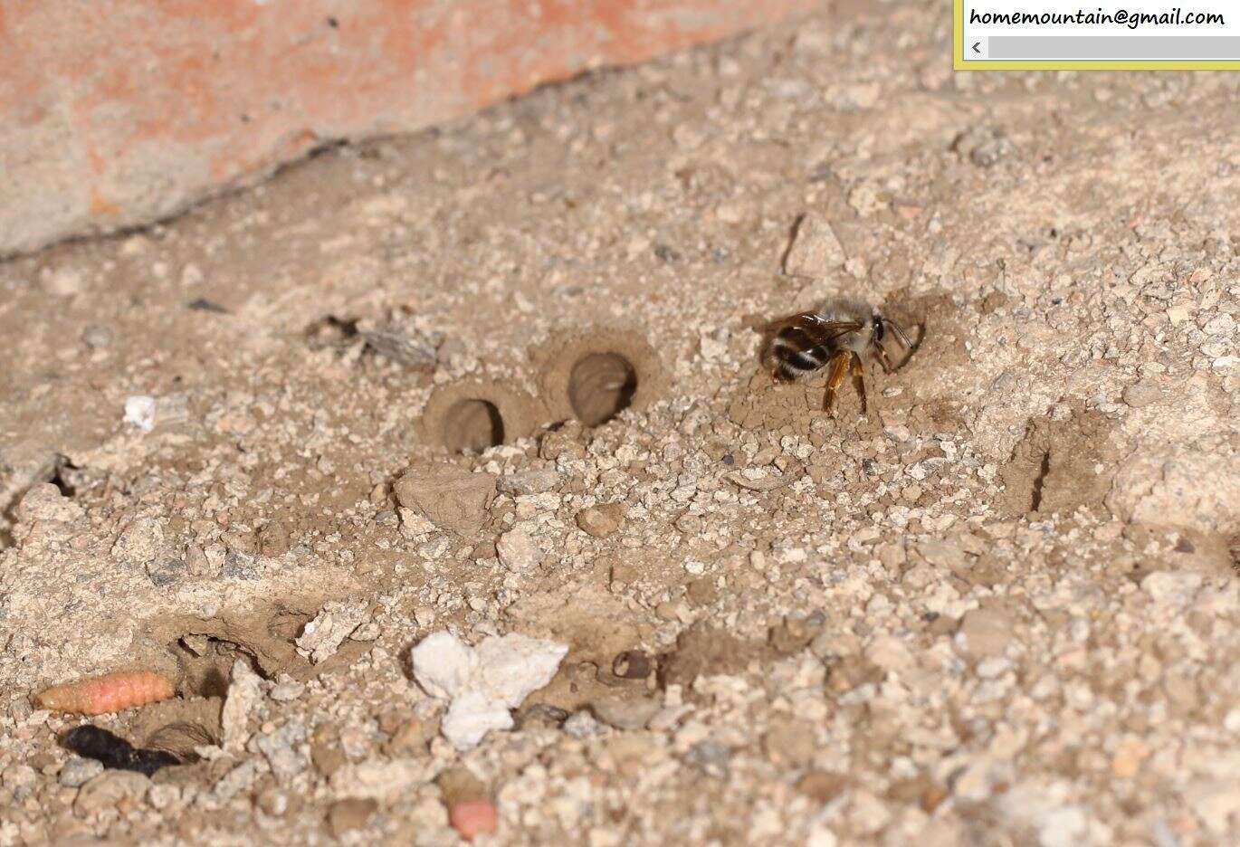 Image of Anthophora melanognatha Cockerell 1911