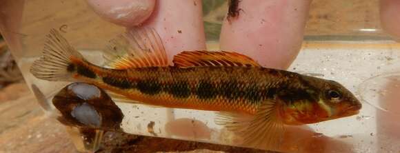 Image of Gilt Darter