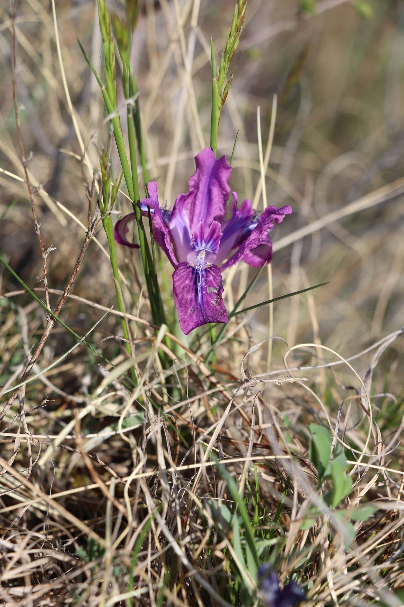 Image of Iris tigridia Bunge ex Ledeb.