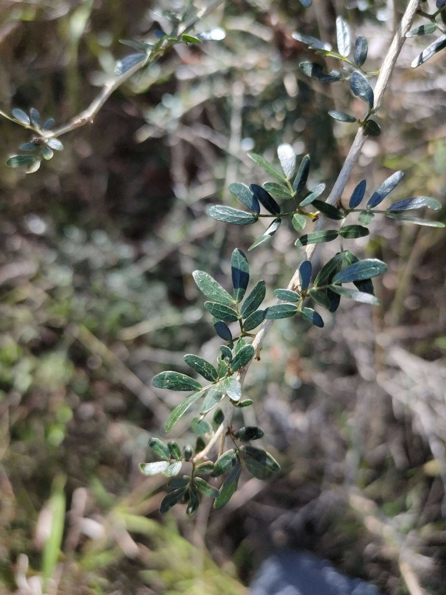 Image of Archidendropsis thozetiana (F. Muell.) I. C. Nielsen