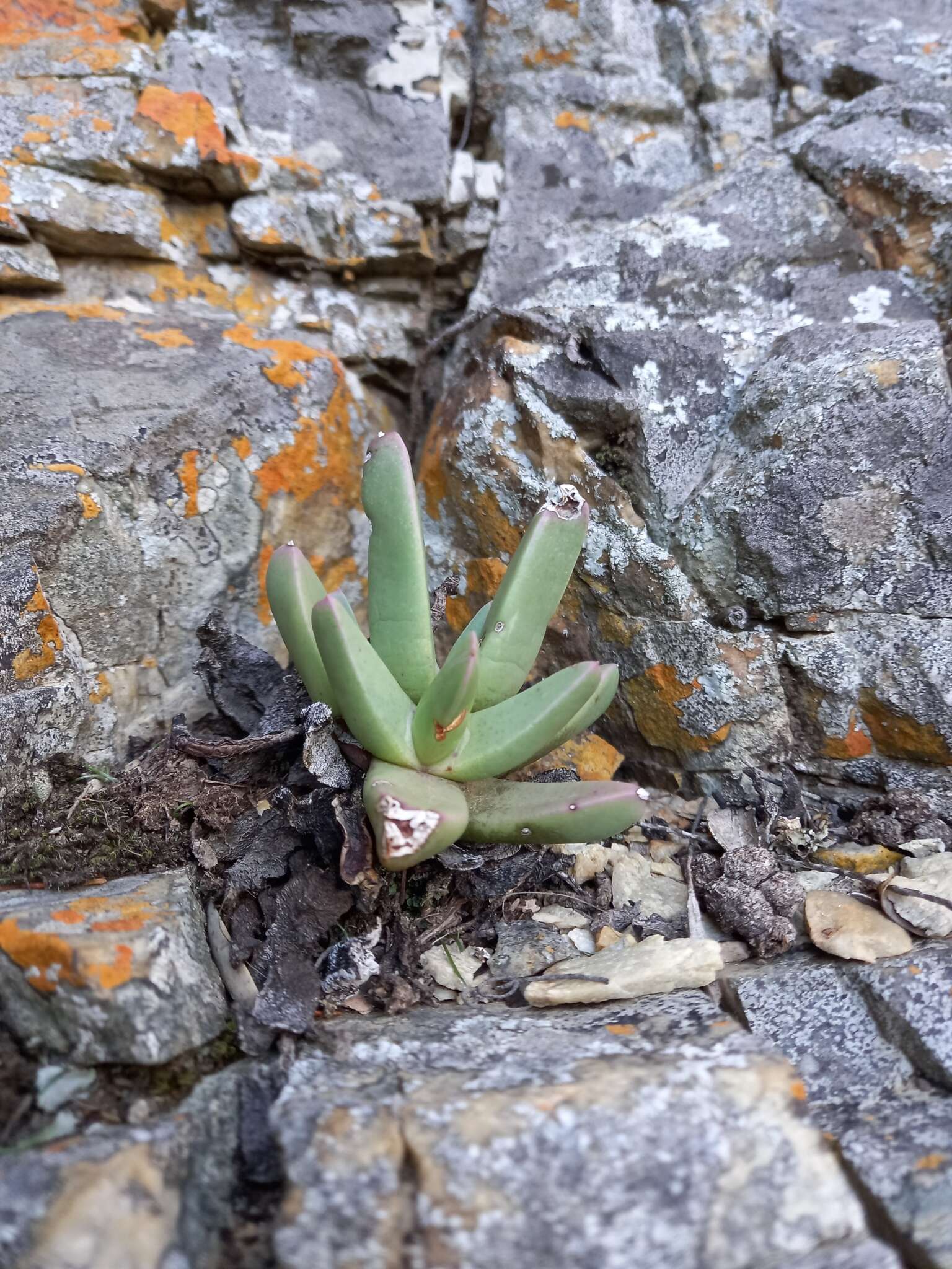 Image of Machairophyllum bijliae (N. E. Br.) L. Bol.