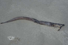 Image of Common conger-eel