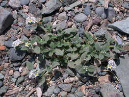 Image of Heliotropium hirsutissimum Grauer