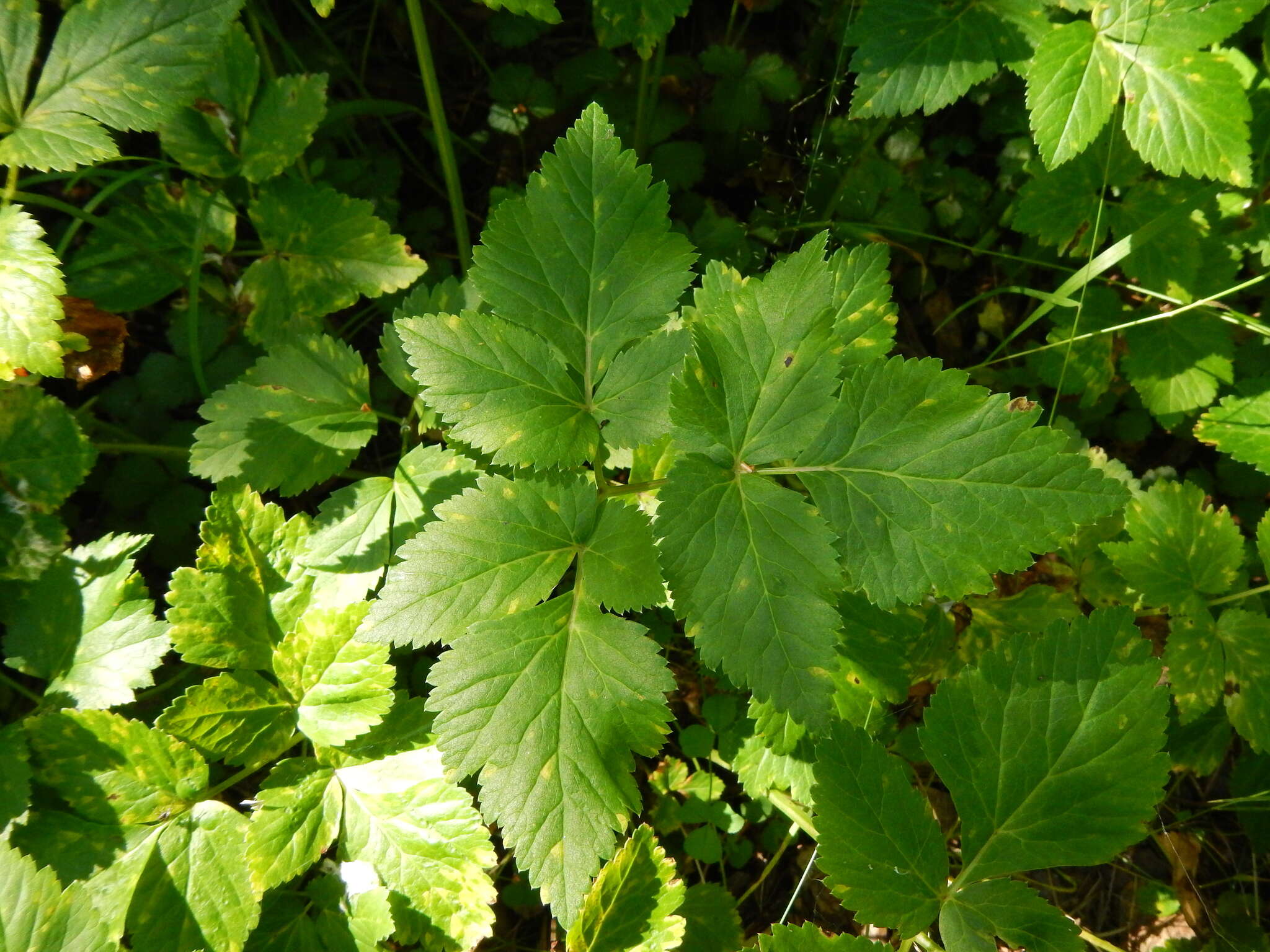 Imagem de Aegopodium latifolium Turcz.