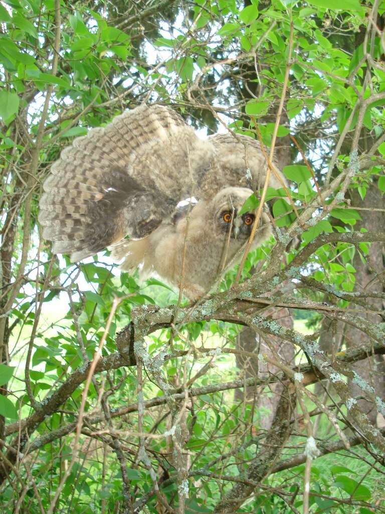 Image of Long-eared Owl