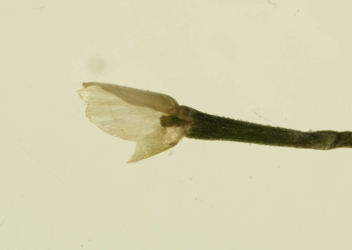 Image of pale false mannagrass