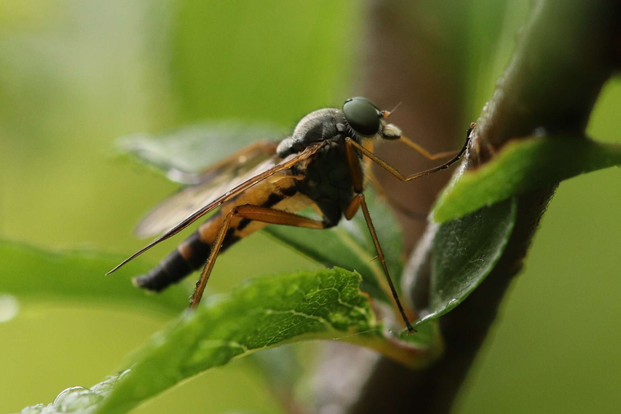 Image of Rhagio vitripennis