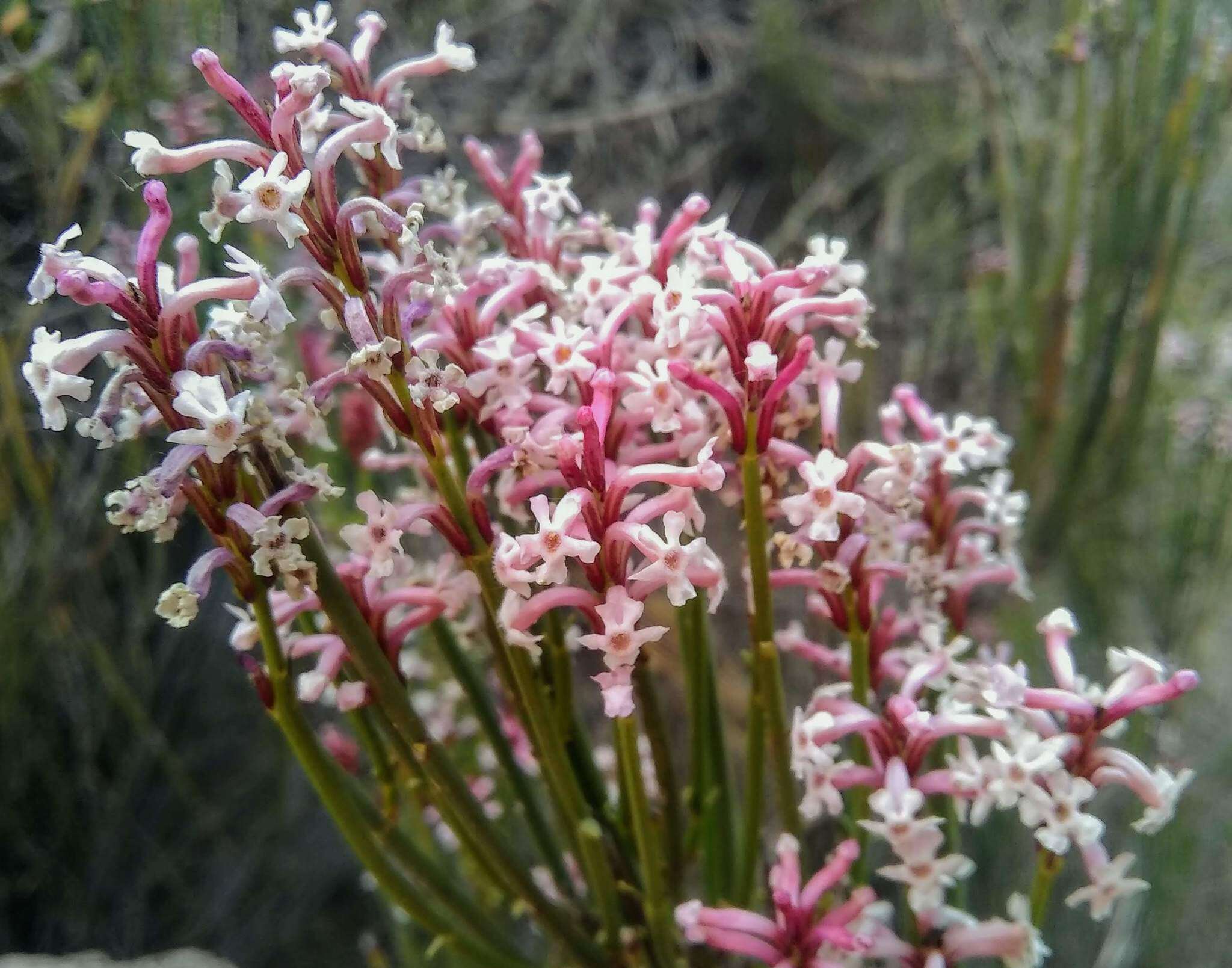 Image of Mulguraea scoparia (Gillies & Hook.) N. O'Leary & P. Peralta