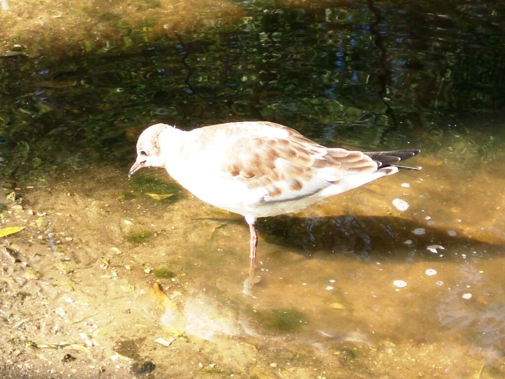 Image of Black-headed Gull