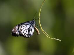 Image de Danaus (Anosia) melanippus subsp. edmondii Bougaunville 1837