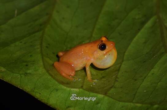 Image of Esmeraldas Robber Frog