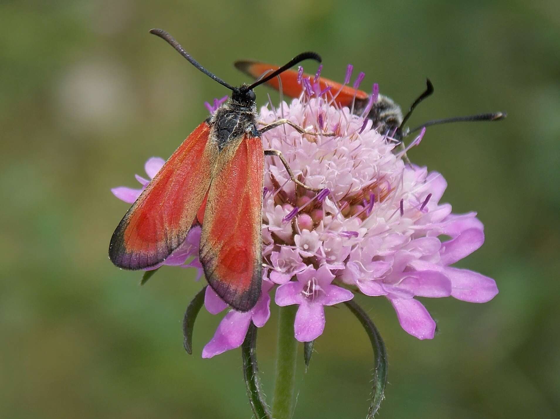 Image of Zygaena rubicundus