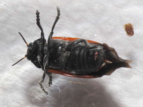 Image of Clytra quadripunctata