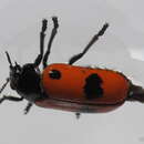 Image of Clytra quadripunctata