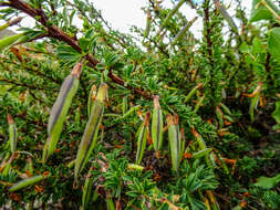 Imagem de Caragana versicolor Benth.