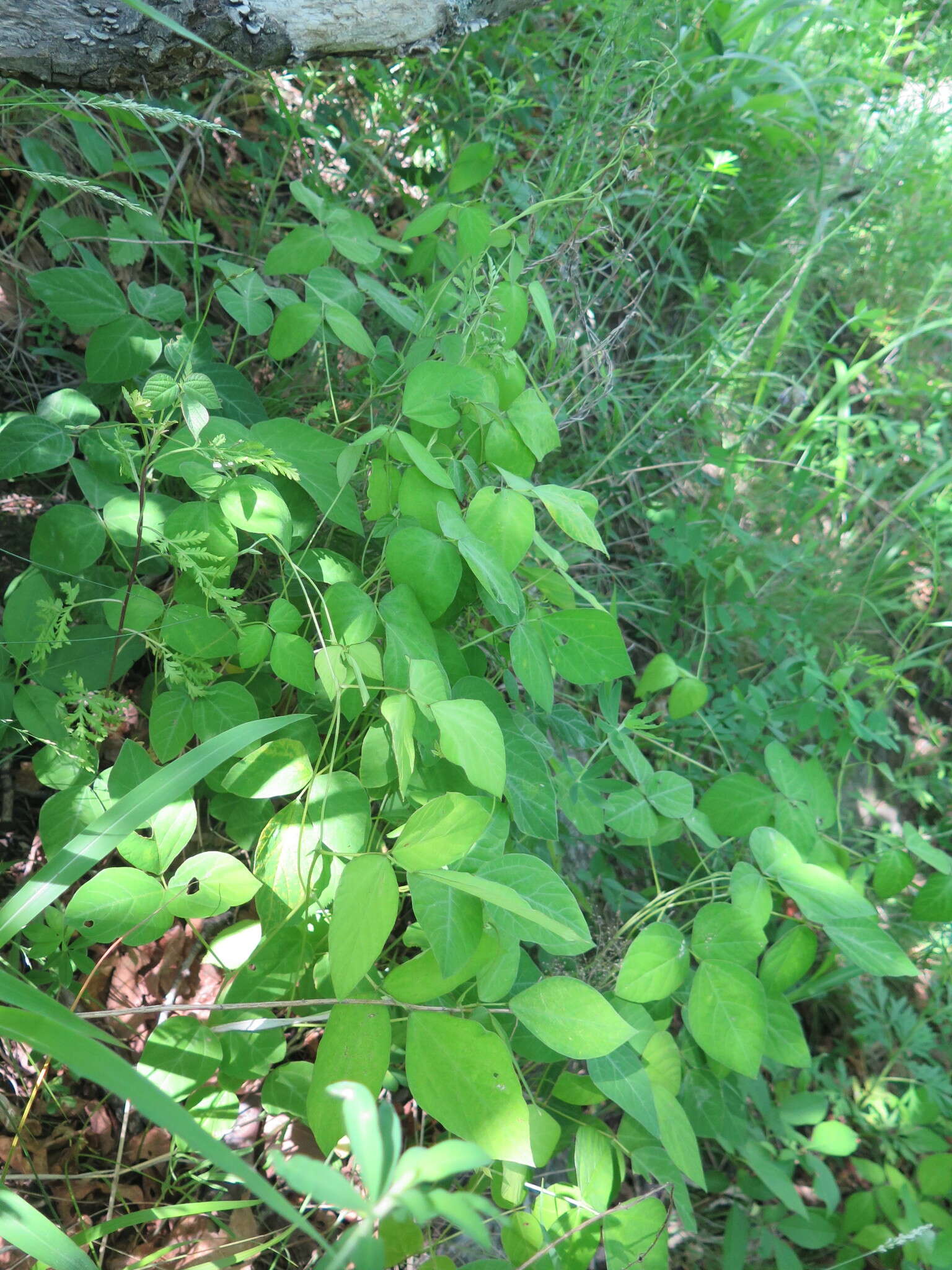 Imagem de Amphicarpaea bracteata subsp. edgeworthii (Benth.) H. Ohashi