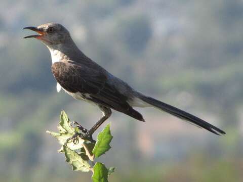 Image of Northern Mockingbird