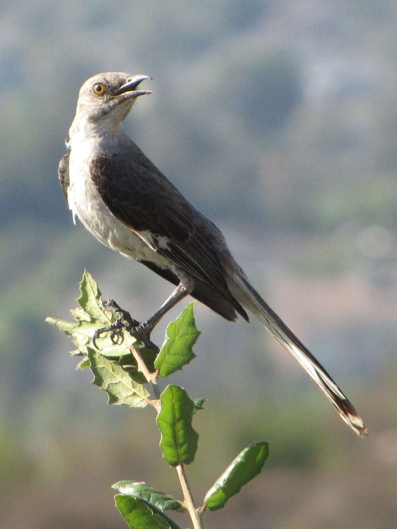 Image of Northern Mockingbird