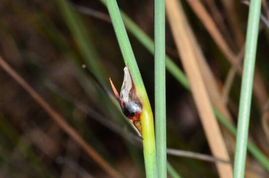 Image of Chorizandra australis K. L. Wilson