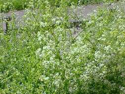 Image of White bedstraw