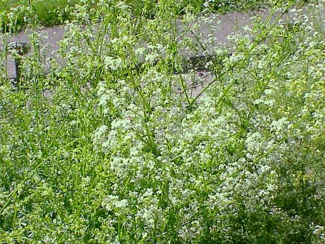 Image of White bedstraw