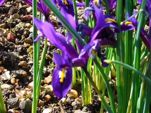 Image of Iris reticulata M. Bieb.