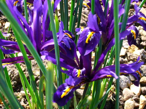 Image of Iris reticulata M. Bieb.