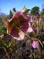 Image of lenten-rose