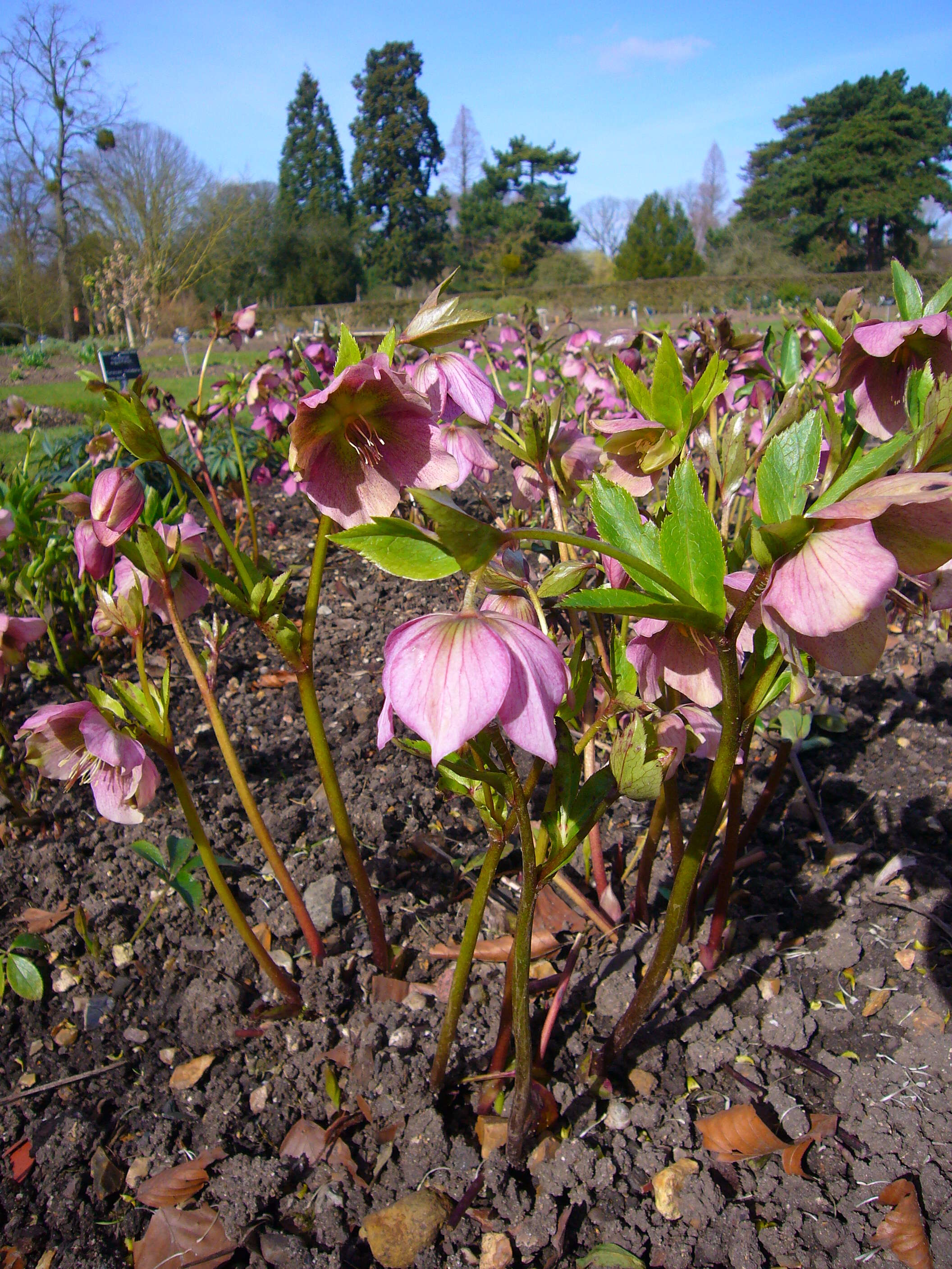 Image of lenten-rose