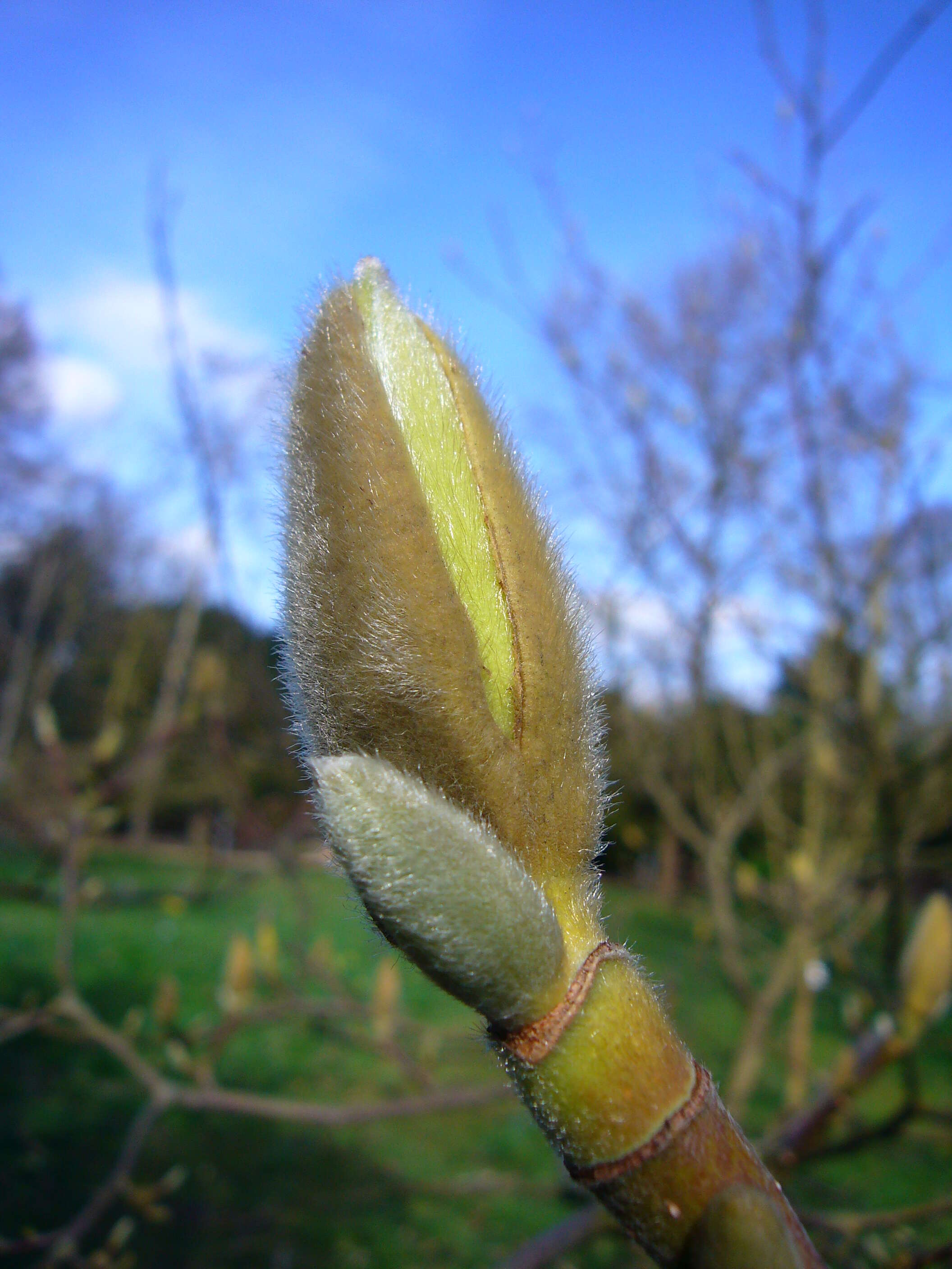 Image of Lily Tree