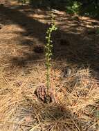 Imagem de Platanthera colemanii (Rand. Morgan & Glic.) R. M. Bateman