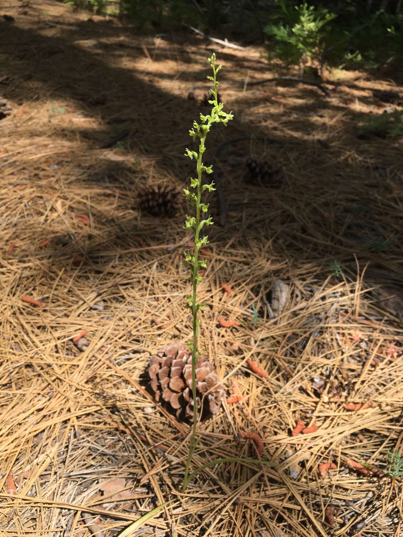 Image of Coleman's piperia