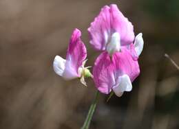 Imagem de <i>Lathyrus phaselitanus</i>