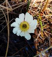 Ranunculus pallasii Schltdl.的圖片