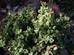 Image of Cotyledon tomentosa Harv.