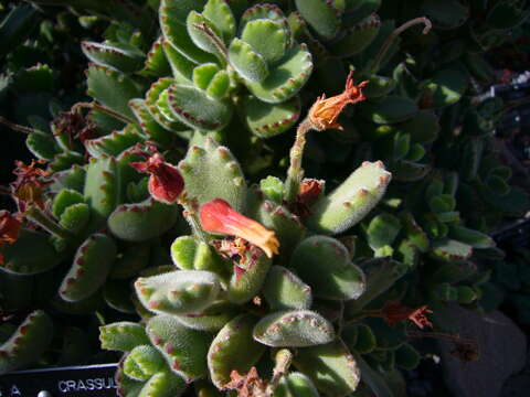 Image of Cotyledon tomentosa Harv.