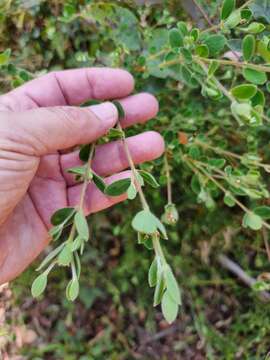 Image of Pimelea latifolia R. Br.