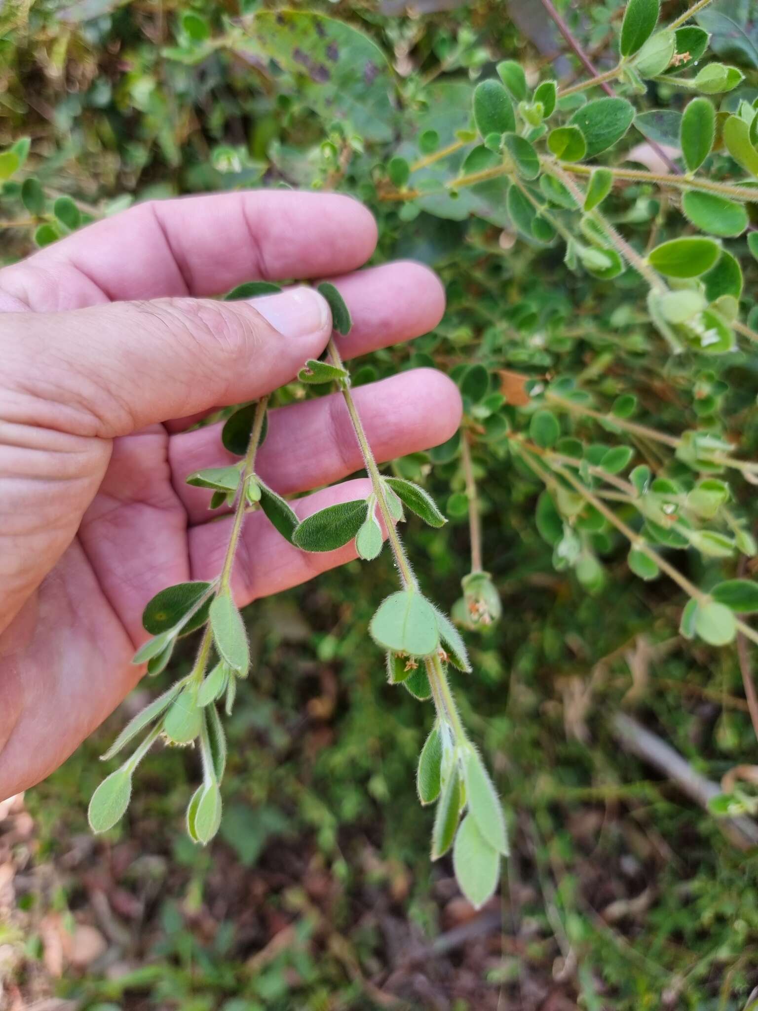 صورة Pimelea latifolia subsp. altior (F. Müll.) Threlfall