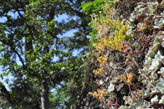 Imagem de Sedum spathulifolium Hook.