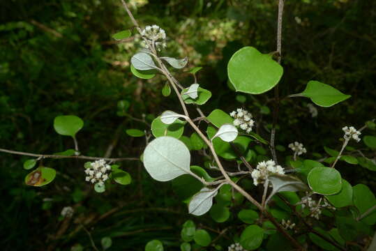 Image of Ozothamnus glomeratus Hook. fil.