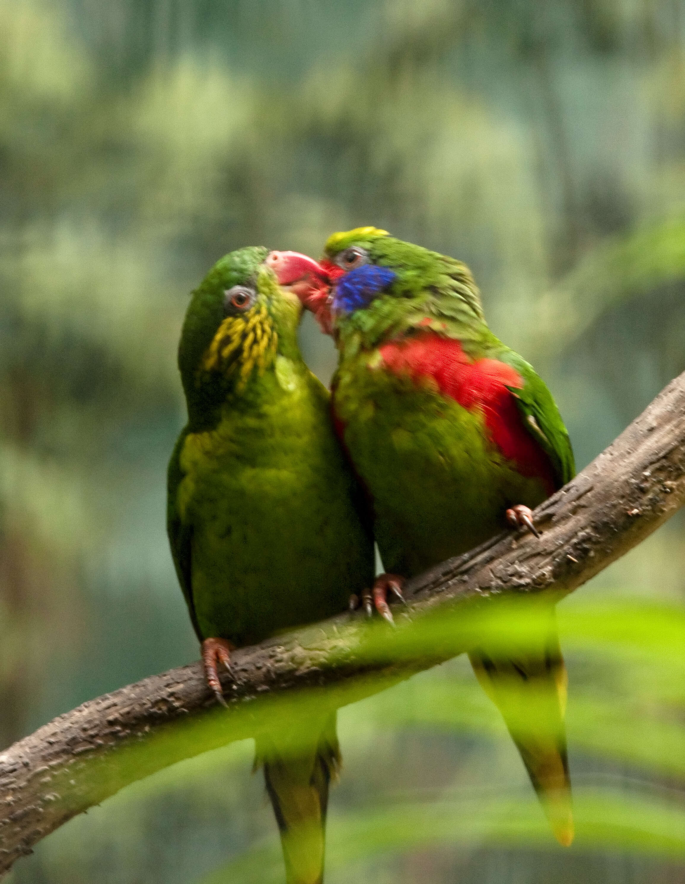 Image of Red-flanked Lorikeet