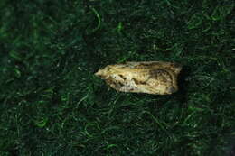 Image of Acleris cristana Denis & Schiffermüller 1775