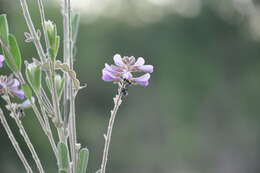 Imagem de Desmodium cuneatum Hook. & Arn.