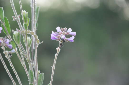 Imagem de Desmodium cuneatum Hook. & Arn.