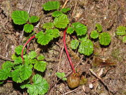 Image of Rubus radicans Cav.
