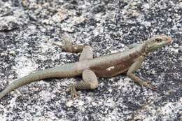 Image of Tropidurus jaguaribanus Passos, Lima & Borges-nojosa 2011