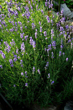 Слика од Lavandula angustifolia Mill.