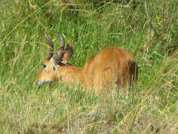 Image of Bohor Reedbuck